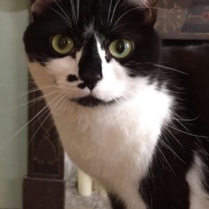 Meet your Posher, Bruce